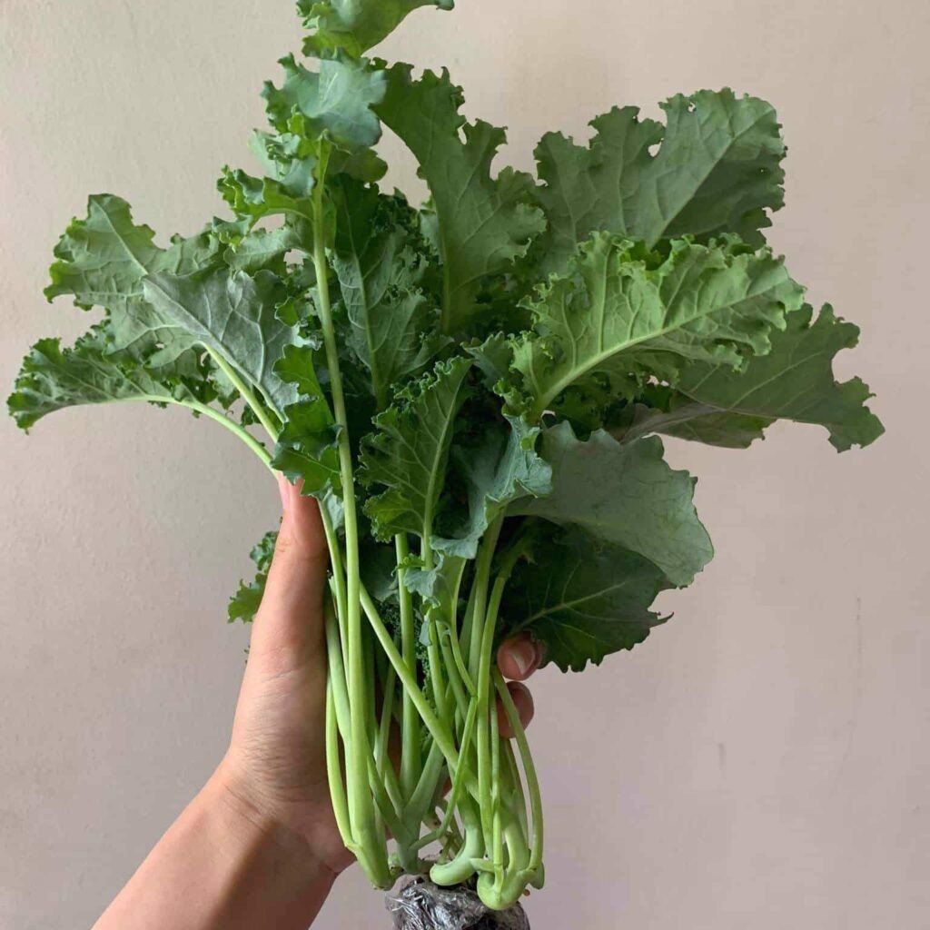 CẢI KALE XOĂN 500GR