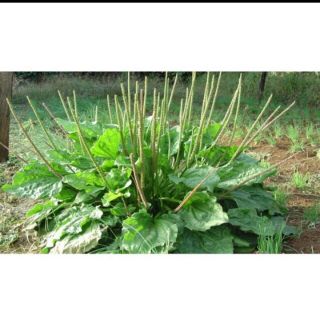 Cây giống mã đề