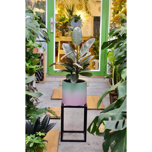 Chậu trụ xi măng ombre pastel