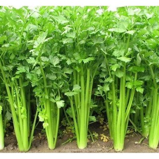 Hạt giống rau Cần Tây