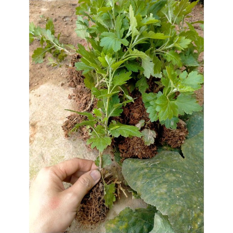 Combo 5 cây cúc chi rủ