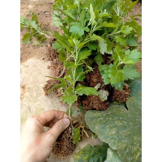 Combo 5 cây cúc chi rủ