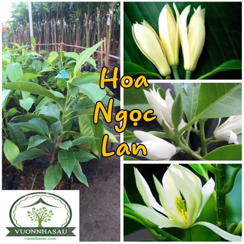 Hoa Ngọc Lan Trắng