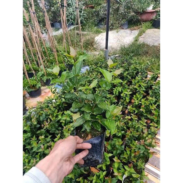 Cây giống Cherry Surinam - Giống Cherry Khía 8 múi ngoại nhập hay còn gọi Anh Đào Đen xuất xứ Brazil