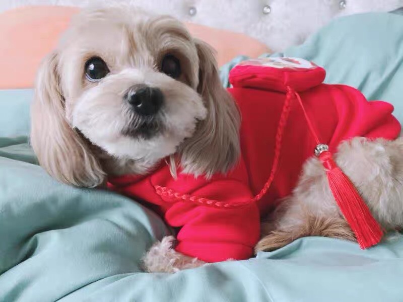 Áo Tết cho chó mèo kèm túi sư tử đựng lì xì dễ thương Homely Pet