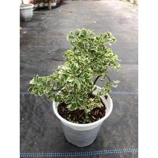 Cây Đinh Lăng Cẩm Thạch