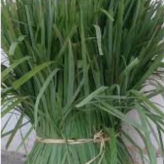 Lá sả khô thơm dưỡng tóc 100g