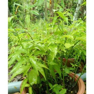 04 cây giống bìm bịp - mảnh cọng - xương khỉ
