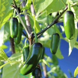 Hạt Giống Ớt Chịu Nhiệt Sai Trái Jalapeno 10 HẠT
