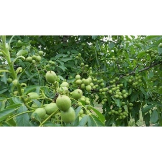 Giống Cây Sấu (cây khỏe nhanh có trái)