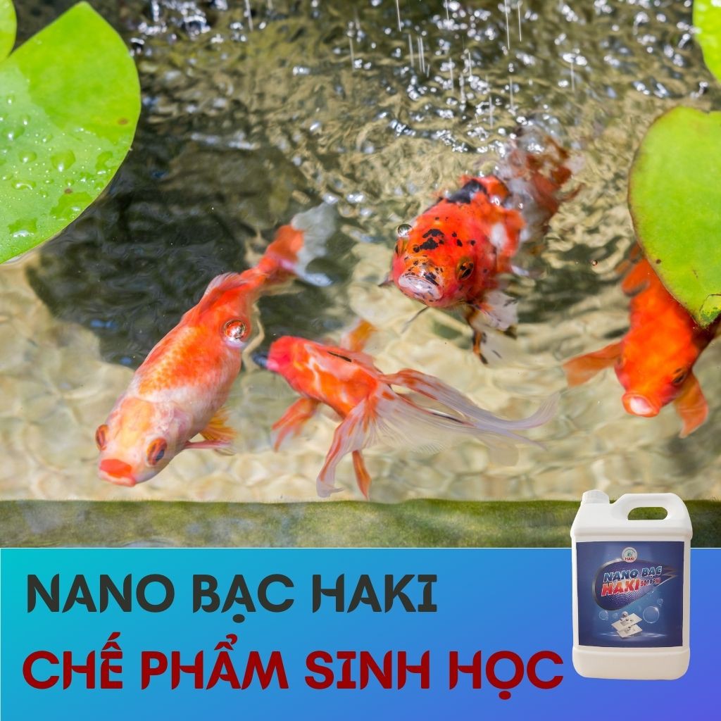 Nano bạc Haki nguyên chất cải tạo nguồn nướ, trộn vào thức ăn cho cá phòng và trị bệnh 500ppm – can 5l