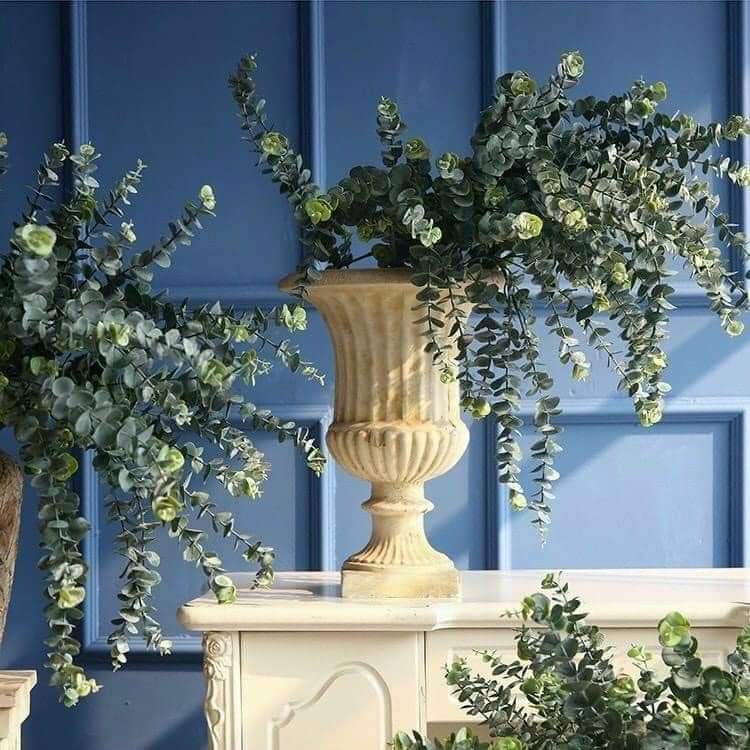Cành Lá Giả /lá Táo Cao Su Mốc, Lá Bạch Đàn , Khuynh Diệp Khô, Eucalyptus ,  , Sliver Dollar Dùng Để Trang Trí Decor