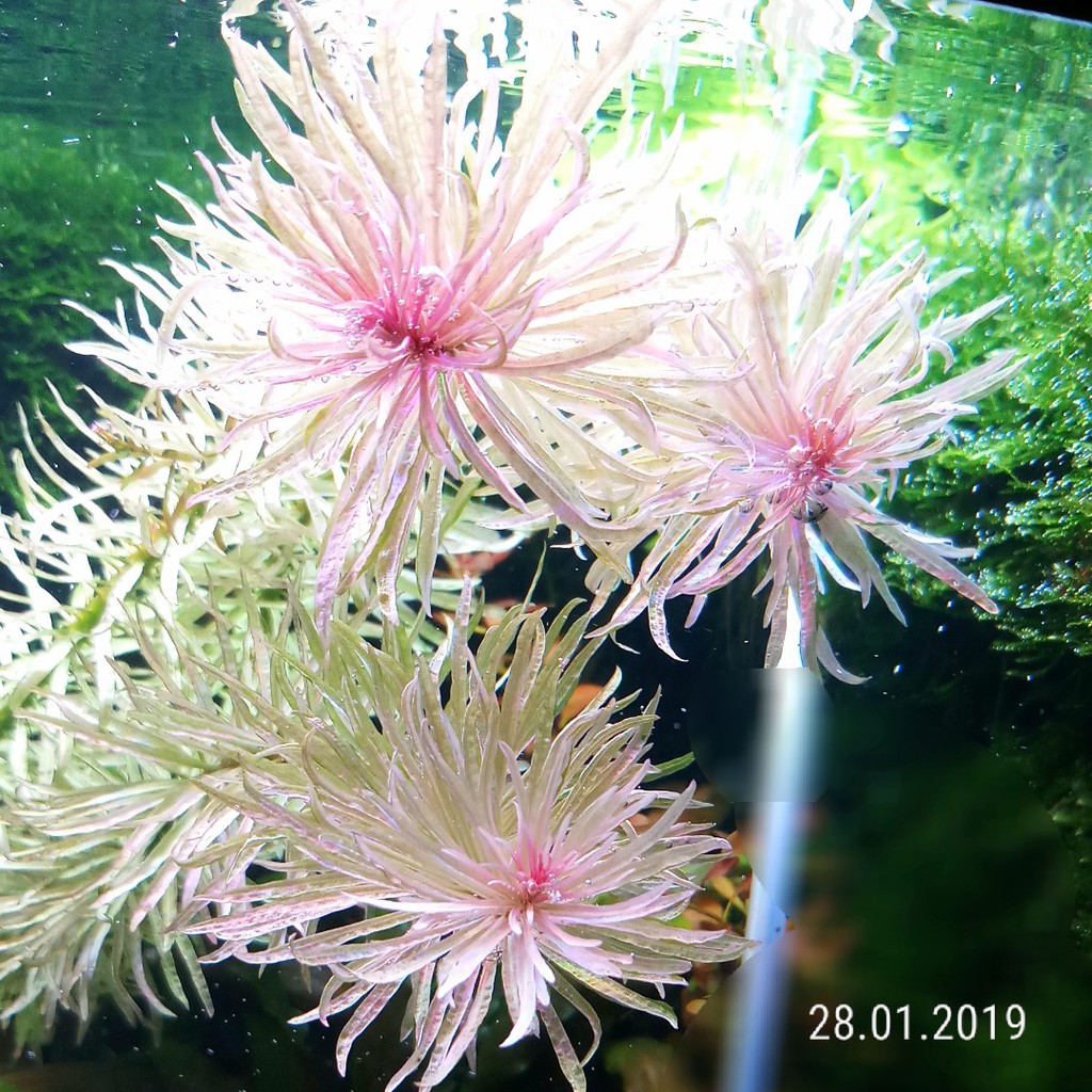 Cây Thủy Sinh Bạch Thái Dương