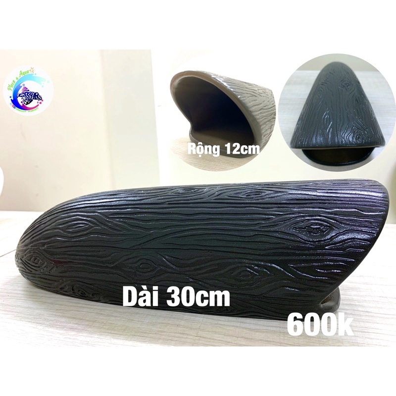 Hang Pleco “HANG SINH SẢN CÁ LỚN - 600K”