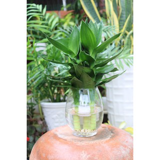 Chậu thủy tinh cây Phát Tài Búp Sen
