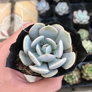 Sen Đá Đất Trắng Cánh Dài |FREESHIP| XUẤT XỨ VIỆT NAM, ĐÃ THUẦN KHÍ HẬU, SIÊU KHOẺ ĐẸP, LỖI 1 ĐỔI 1