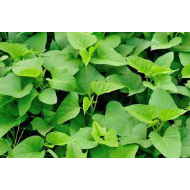 10 dây 30cm giống rau khoai lang trắng Đà Lạt ăn ngọn-rễ trần về trồng bao sống k sống bù hàng-nảy ngọn nhiều năng suất
