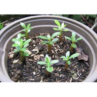 Hạt giống hoa sứ thái lan 10 hạt 10 màu