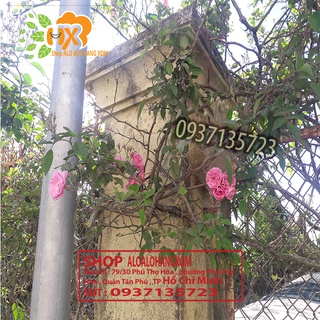 Combo 5 cây hoa hồng tầm xuân cây giống
