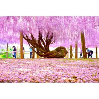 Cây giống HOA TỬ ĐẰNG thân gỗ