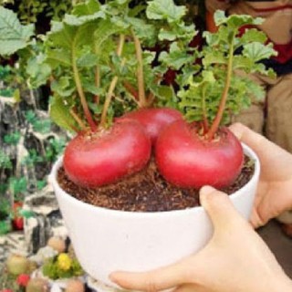 Hạt giống củ cải đỏ khổng lồ ( củ cải thần tài ) { gói 10 hạt }