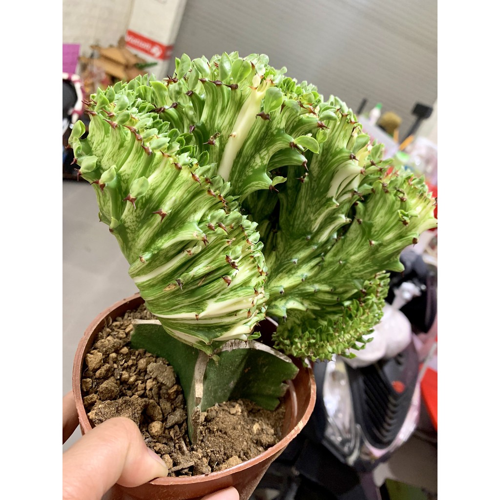 Xương rồng Vạn Lý Trường Thành hàng đẹp to khủng