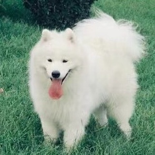 Rainbow bag for women——越南1店