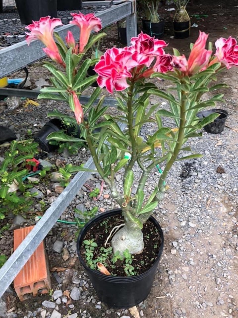 Sứ ghép màu mới Black