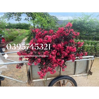 Cây hoa tường vi huyết long hoa đỏ lá đỏ cao 60-80cm