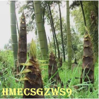 Hạt giống tre xanh Nanzhu Gangzhu Hạt giống tre bốn mùa 20h