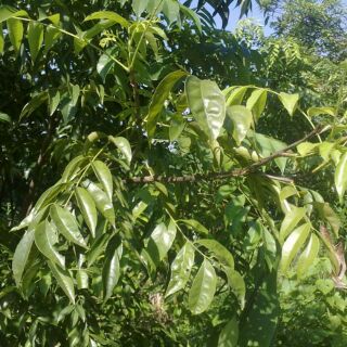 bầu mắc mật ( cây hồng bì) cây đẹp, cao 40-50cm,