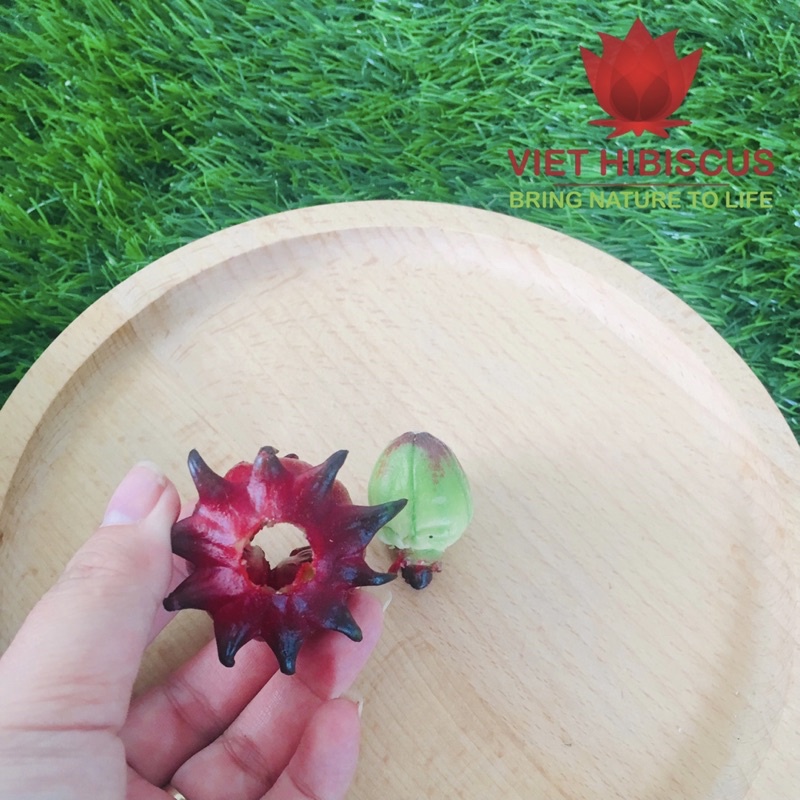Hoa atiso đỏ tươi [LOẠI ĐÃ TÁCH HẠT LOẠI 1kg] - Hibiscus - Bụp giấm | BigBuy360 - bigbuy360.vn