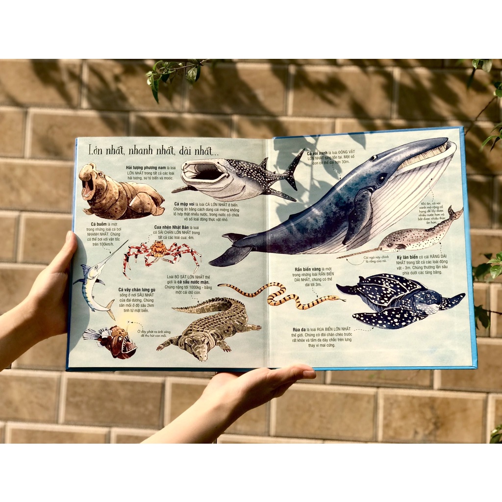 SÁCH - Big Book - Cuốn sách khổng lồ