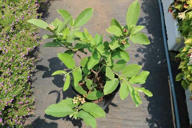 Cây Ổi ko hạt