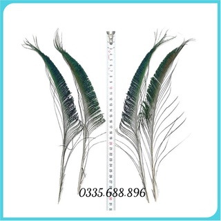 Lông rìa chim Công trang trí - giá rẻ ( lông chỉ có 1 phía )