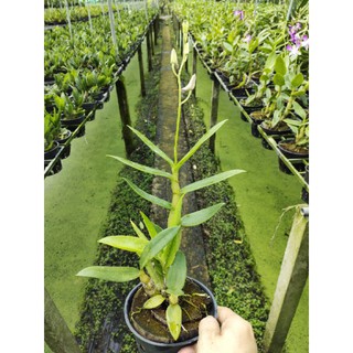 Dendro nắng tia chớp chuồn (5% xổ chớp có giá trị cao)
