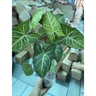 🍀BAO CHẤT🍀Cây môn(mon) lá trắng