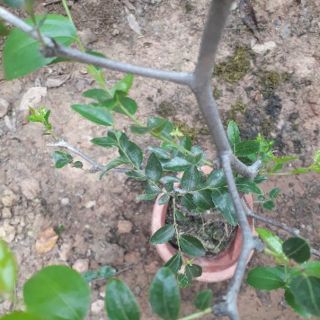Cây hồng táo cao 1m4