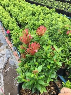 Cây mẫu đơn tím sen