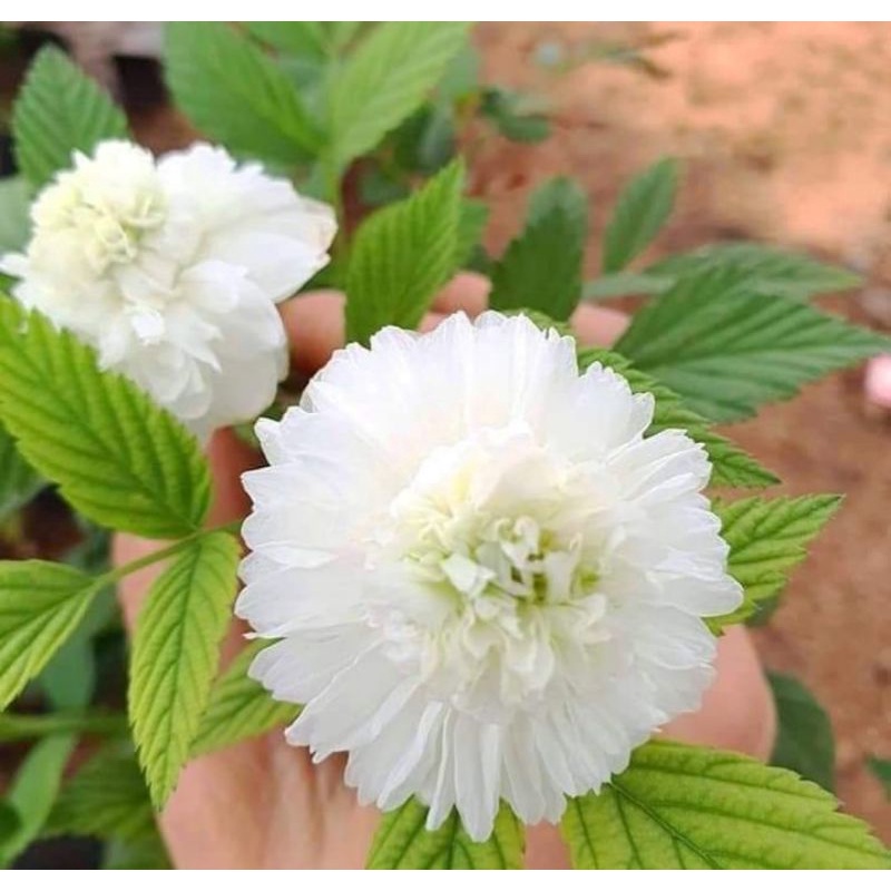 Tầm xuân Bắc bịch ươm hoặc bụi to trưởng thành