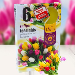 NẾN TEALIGHTS HOA TULIPS ADMIT PTT026054