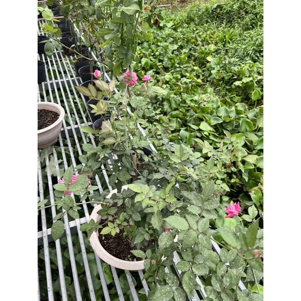Hoa hồng cổ sapa gốc tree một mét