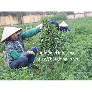 Hạt giống cỏ Alfalfa