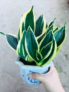 LƯỠI HỔ THÁI VÀNG LÙN