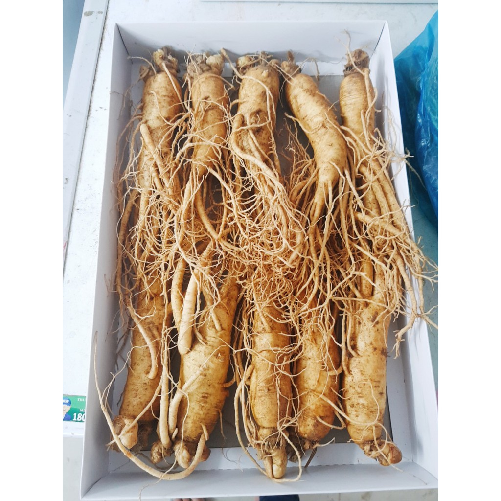 set 2 củ sâm tươi hàn quốc | BigBuy360 - bigbuy360.vn