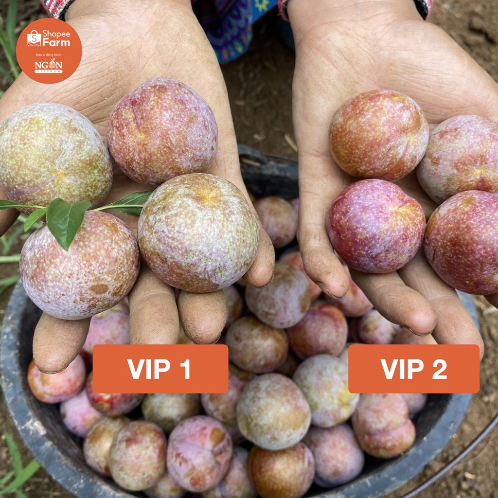 [HN] 1KG VIP 1 MẬN HẬU SƠN LA GIÒN TƯƠI CHÍN MỌNG | BigBuy360 - bigbuy360.vn