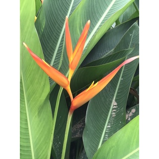 30 cây thiên điểu( hoa mỏ két)