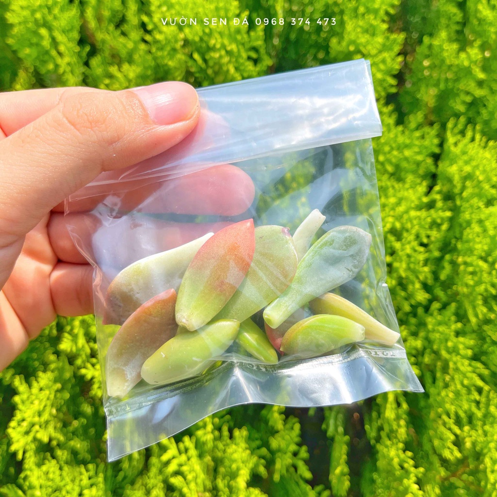 Combo 10 lá sen đá chưa lên mầm - Tặng kèm đất trồng sen đá