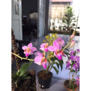 tiểu hồ điệp