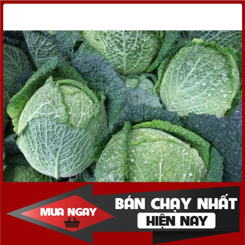 [ Big Sale ] Hạt giống bắp cải xoăn Savoy F1 nhập khẩu Mỹ